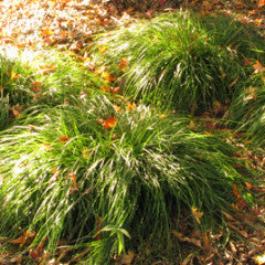 Carex divulsa Sedge