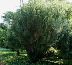 Cephalotaxus harringtonia 'Fastigiata' Japanese Plum Yew