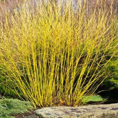 Cornus sericea 'Budd's Yellow' Yellowtwig Dogwood