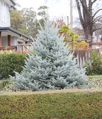 Picea pungens 'Fat Albert' Blue Spruce