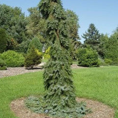 Picea omorica 'Pendula Bruns' Bruns Weeping Serbian Spruce