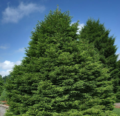 Picea orientalis Oriental Spruce