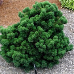 Pinus mugo 'Jakobsen' Mugo Pine