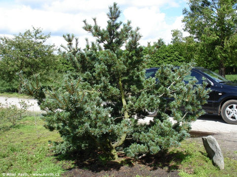Pinus parviflora v. glauca Japanese White Pine