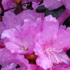 Rhododendron 'P.J.M.' 'Elite'