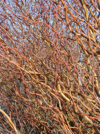 Salix 'Scarlet Curls' Curly Willow
