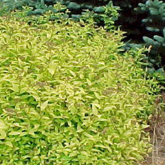 Spiraea japonica 'Gold Mound'