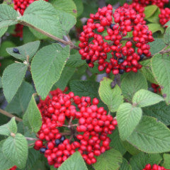 Viburnum x 'Redell' Red Balloon ™