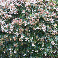 Abelia grandiflora 'Rose Creek'
