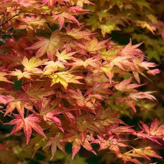 Acer palmatum 'Shindeshojo' Japanese Maple