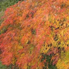 Acer palmatum var. dissectum 'Crimson Queen' Japanese Maple