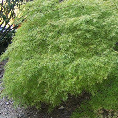 Acer palmatum var. dissectum 'Viridis' Green Leaf Weeping Japanese Maple