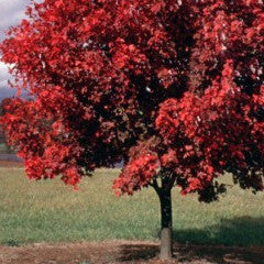 Acer rubrum 'October Glory' Red Maple