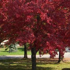 Acer rubrum 'Red Sunset' Red Maple