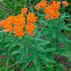 Asclepias tuberosa Butterfly Weed