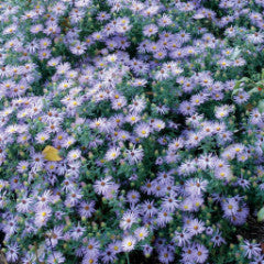 Aster laevis 'Bluebird' Smooth Aster (syn. Symphyotrichum laeve)