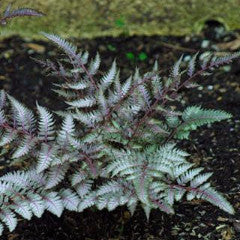 Athyrium niponicum var. pictum  Japanese Painted Fern