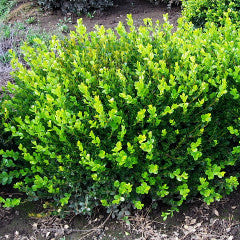 Buxus microphylla var. japonica 'Winter Gem' Boxwood