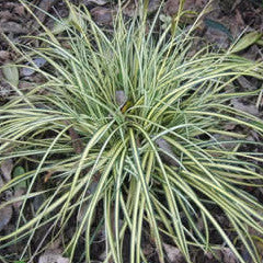 Carex oshimensis 'Evergold' Sedge