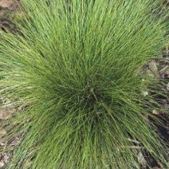 Carex eburnea Bristleleaf Sedge
