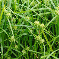 Carex grayi Gray's sedge