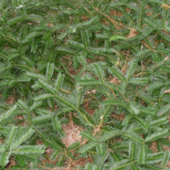 Cephalotaxus harringtonia 'Prostrata' Japanese Plum Yew
