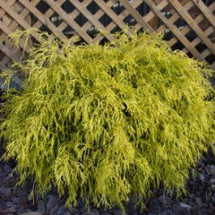 Chamaecyparis pisifera Golden Mop Japanese False Cypress