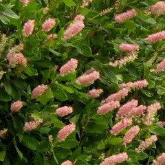 Clethra alnifolia 'Ruby Spice' Summersweet