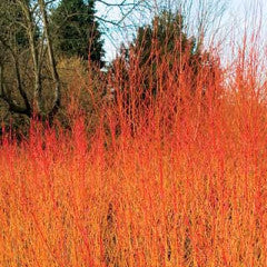 Cornus sericea Arctic Fire™ 'Farrow' Red Twig Dogwood