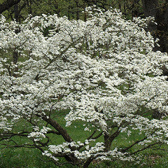 Cornus florida 'Cherokee Princess' White Dogwood
