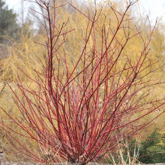 Cornus sericea 'Baileyi' Red Twig Dogwood