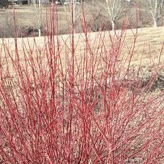 Cornus stolonifera 'Kelseyi' Red Twig Dogwood