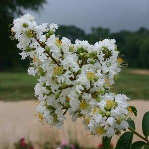 Lagerstroemia 'Sarah's Favorite' White Hardy Crapemyrtle