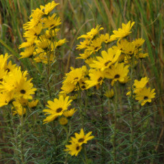 Helianthus salicifolius 'First Light' Sunflower
