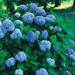 Hydrangea macrophylla 'Nikko Blue' Bigleaf Hydrangea