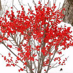 Ilex verticillata 'FarrowBP' Berry Poppins™ Winterberry Holly