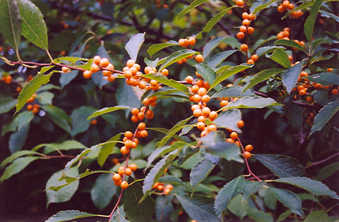 Ilex verticillata 'Chrysocarpa' Yellow-berry Winterberry Holly