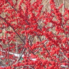 Ilex verticillata 'Winter Red' Winterberry Holly