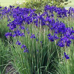Iris siberica 'Caesar's Brother' Siberian Iris
