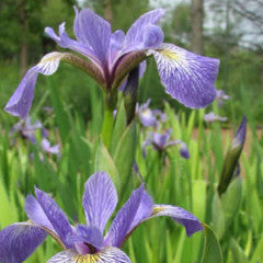 Iris versicolor Blue Flag