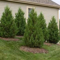 Juniperus chinensis 'Robusta Green' Robusta Green Upright Juniper