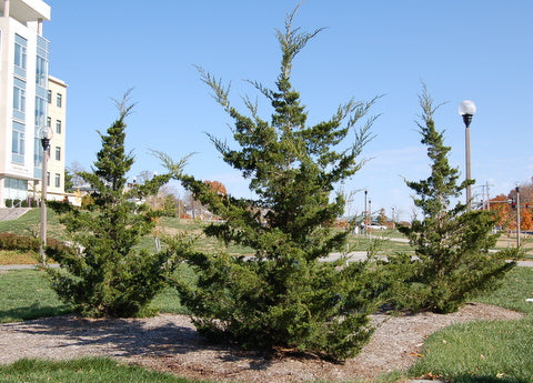 Juniper virginiana 'Canaertii' Native Red Cedar