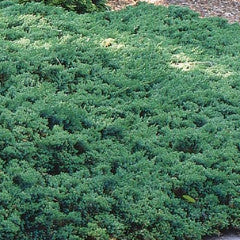 Juniperus Procumbens Nana 'Green Mound'