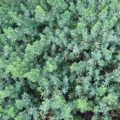Juniperus conferta 'Blue Pacific' Shore Juniper