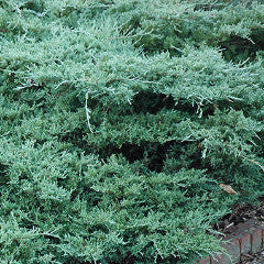 Juniperus davurica 'Expansa' Parson's Juniper