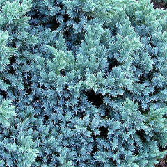 Juniperus squamata 'Blue Star' Single Seed Juniper