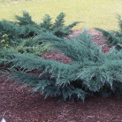 Juniperus virginiana 'Grey Owl' Juniper