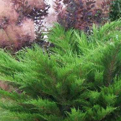 Juniperus × pfitzeriana 'Sea Green' Juniper