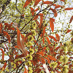 Lindera angustifolia Oriental Spicebush