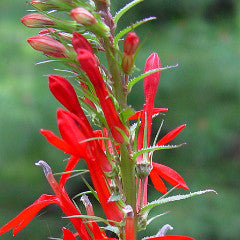 Lobelia cardinalis Cardinal Flower